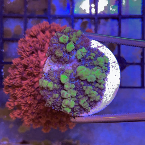 Uranium Bounce Mushroom