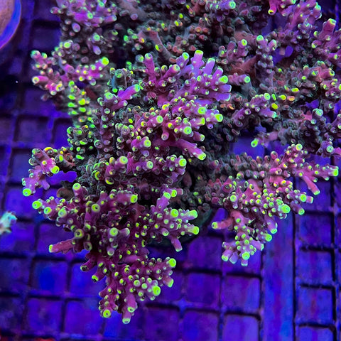 LRO Lunar Lemonade Acropora (See Description) xxlg right now!