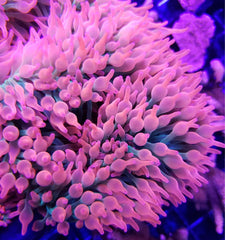 BauSpawn Bubble Tip Anemone