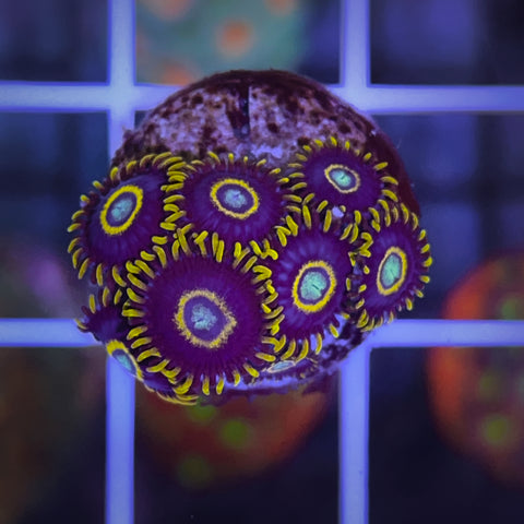 Blue Hornet Zoas (7 polyps)