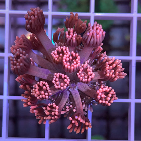 LCH Dirty Diana Goni