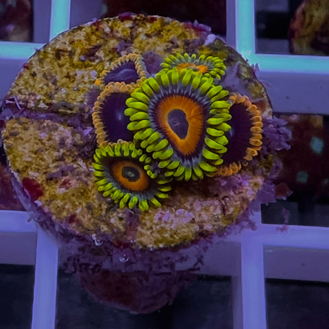Zoa Mix -c2