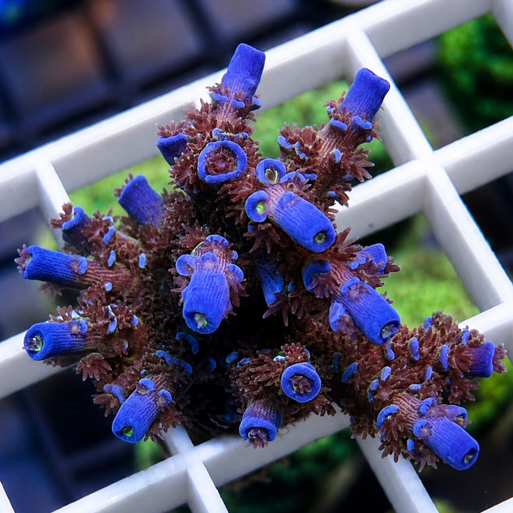 Tyree Superman Tenuis Acropora - WOW!