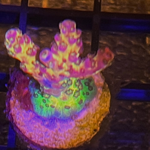 PC Rainbow in prime coloration  (blurry pic 🤷‍♂️)