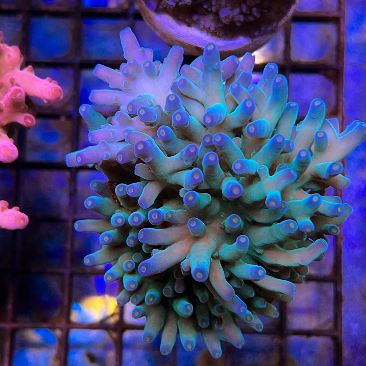 Pengs Blue Monster coral at Lazy's Coral House
