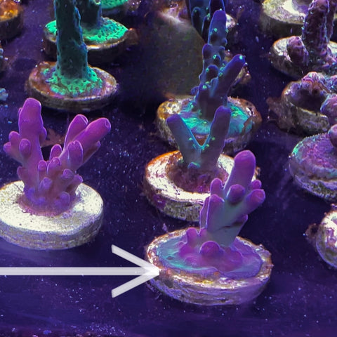 DFS Pink Panther Acro.