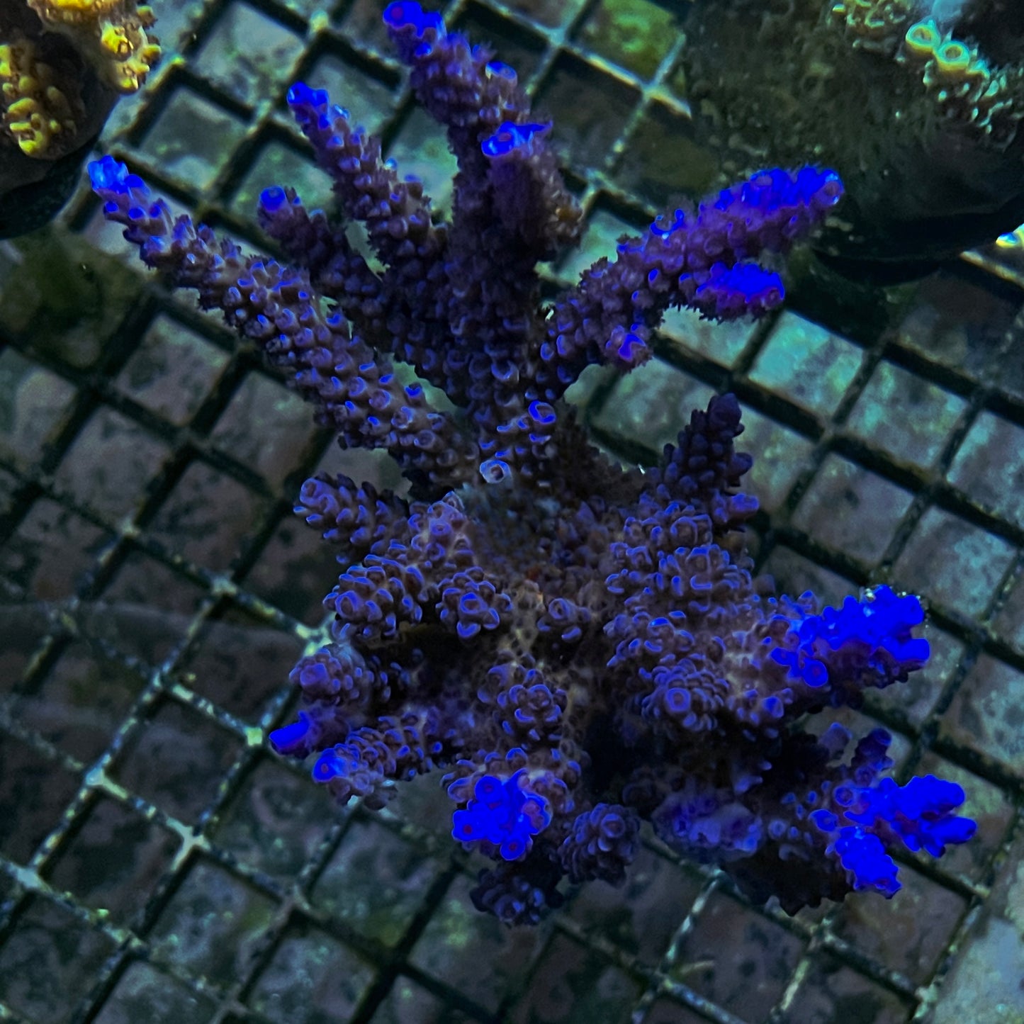 Pengs Heart of the Ocean Acro! (Very Limited Availability) 💎