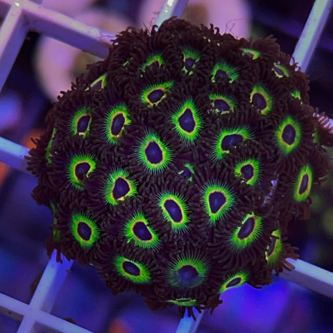 Bob Marley Zoa Mini Colony! -e