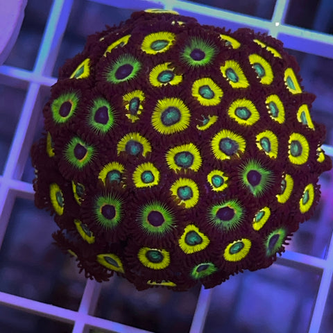 Wowzers! Stunning Zoa Colony