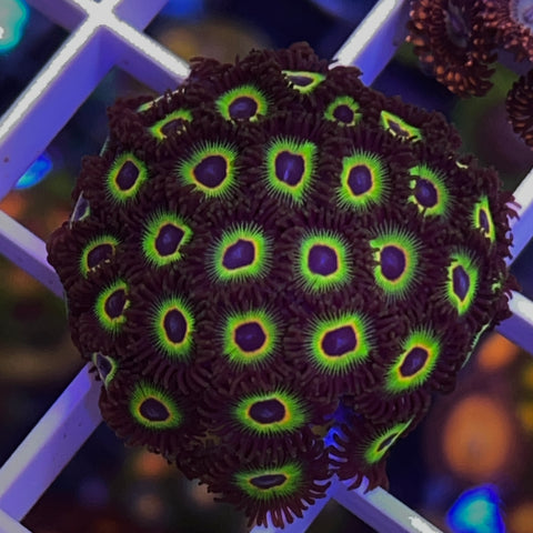 Bob Marley Zoa Mini Colony! -er