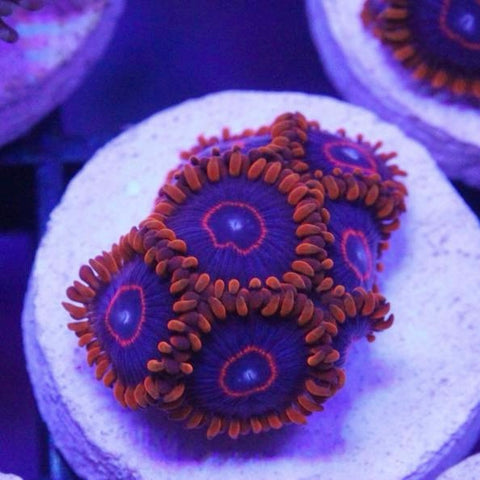 Red Hornets (6 polyps)