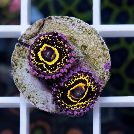 Stratosphere Zoas 2 - polyps great a deal!