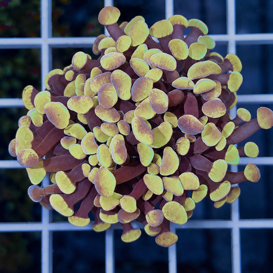 Peach Spawn Euphyllia