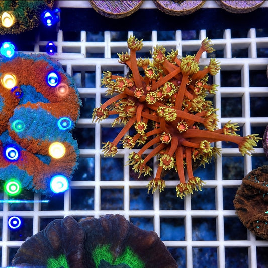 LCH Hellfire Goniopora