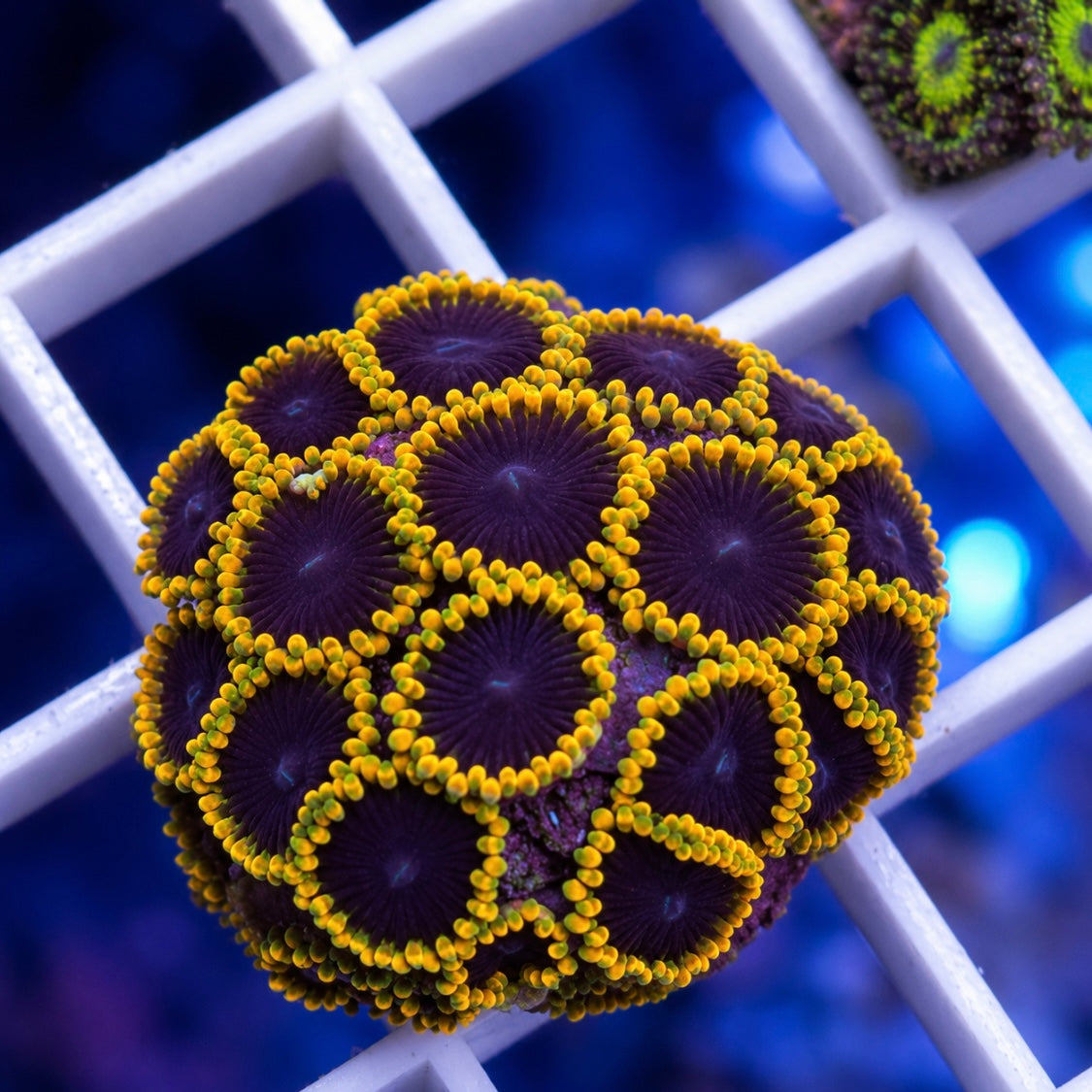 TSA Warp Drive mini colony! -r1