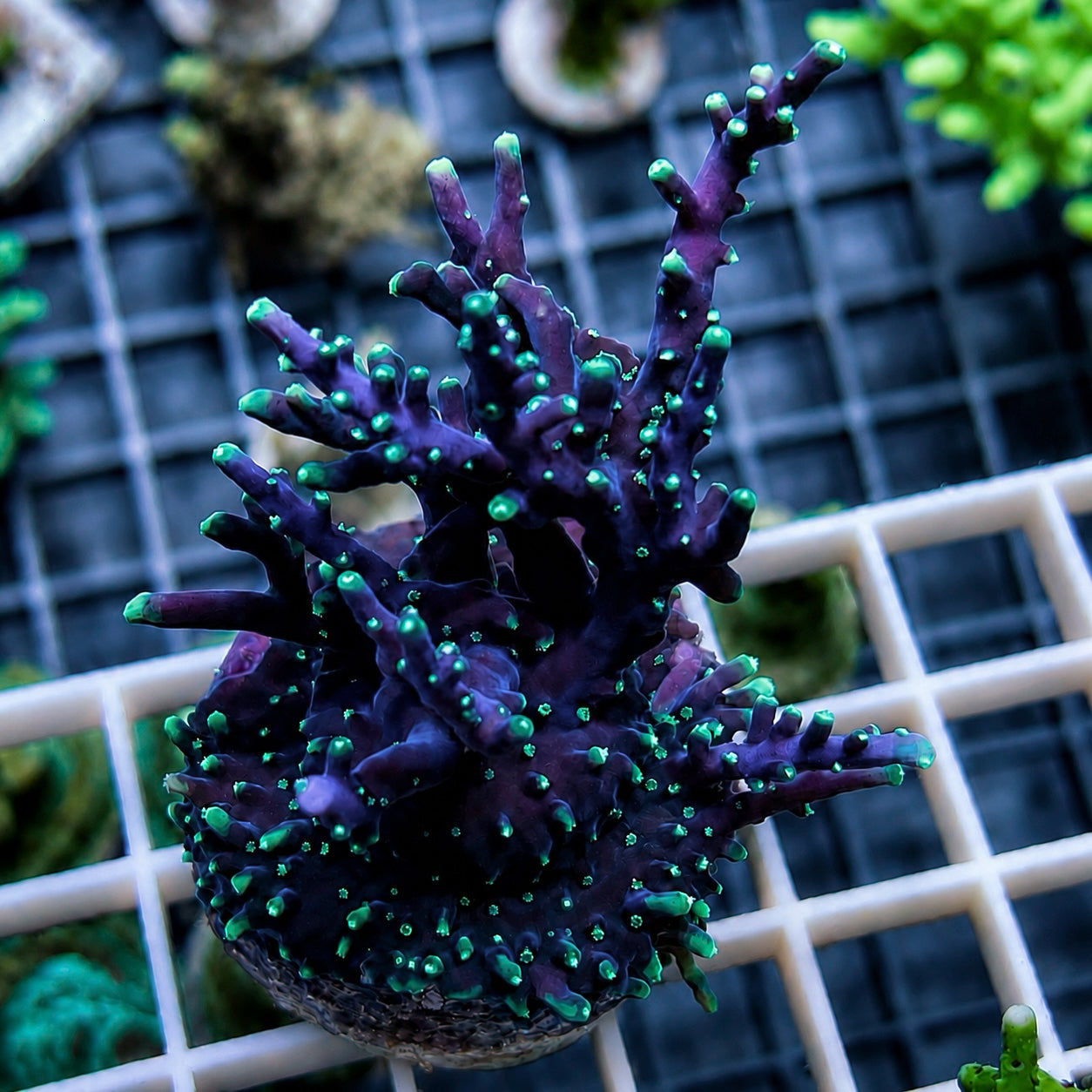 Tyree Purple Dragon Acropora - Almost condidered a colony?