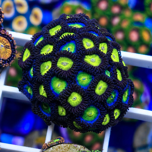 Over 40 polyps! Zoa Mix - WYSIWYG