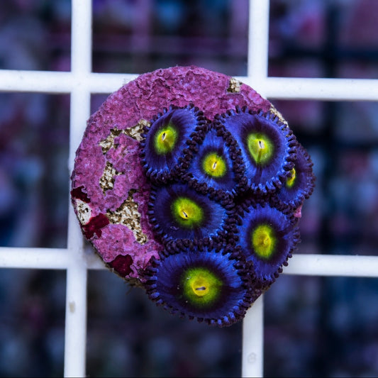 WWC AOI Zoas (7 polyps)