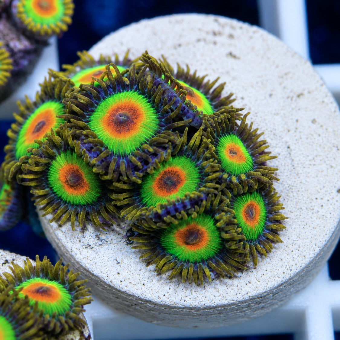 Rasta Frag (9 polyps)