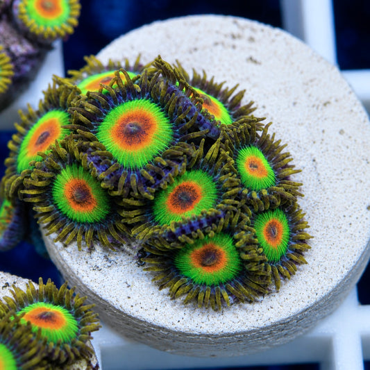 Rasta Frag (9 polyps)