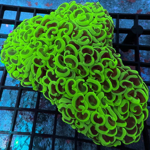 XLG Toxic Wall Hammer