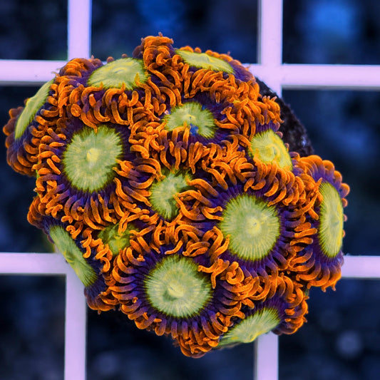 Mandarin Orange  Zoas (13 Polyps!)