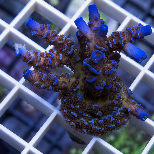 Tyree Superman Tenuis Acropora - WYSIWYG