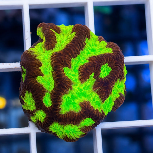 LCH Firestorm Maze Brain