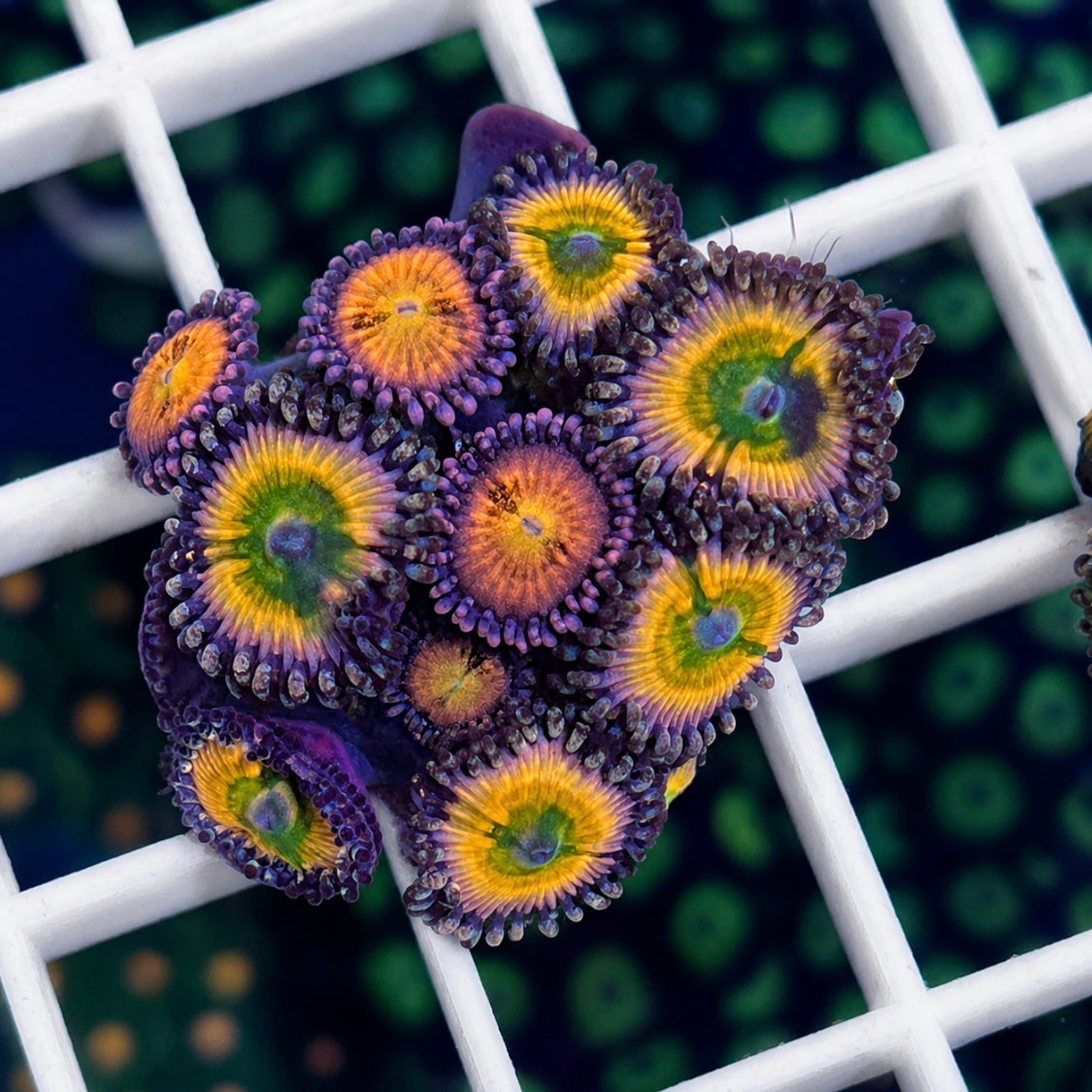Zoa Mix -r3