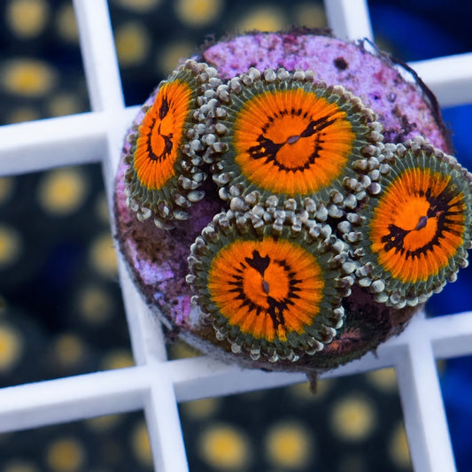 Bow Tie Blasters Zoas (4 polyps)
