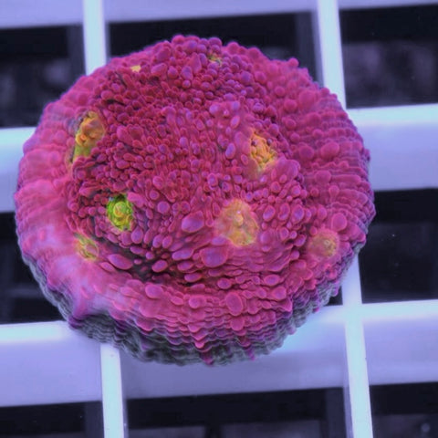 Pink Boobies Chalice full plug!