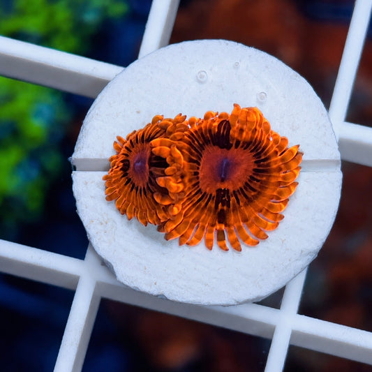 Burning Embers Zoas (2 polyps)