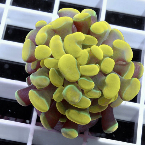 Yellow Gold Branching Frammer Coral
