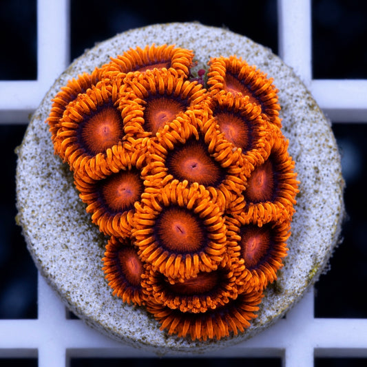 LCH Bam Bam Extreme Zoas (14 Polyps!)