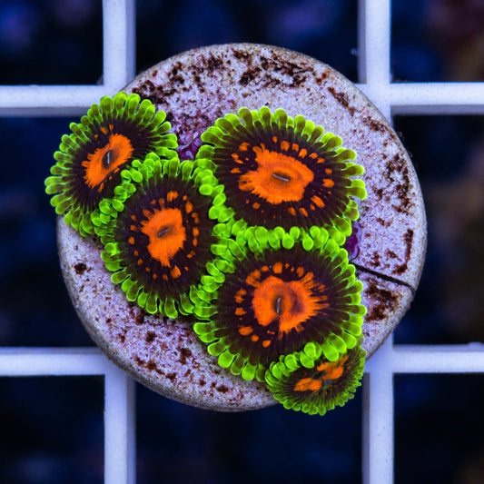 CC Scarlet Fever Zoas (5 polyps)