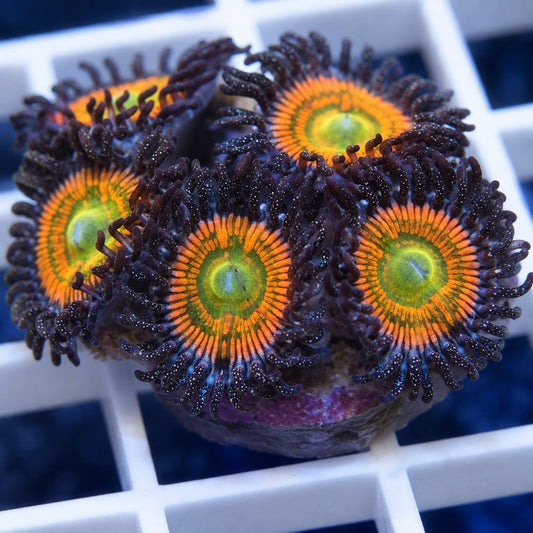 Sunny D's Zoas (5 Polyps)