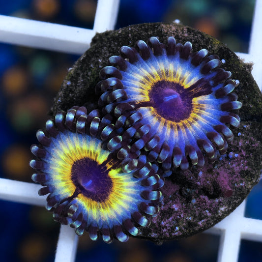Vamps in Drag Zoas  (2 polyps)