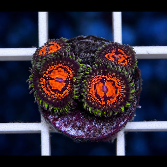 CC Flaming Brohican Zoas