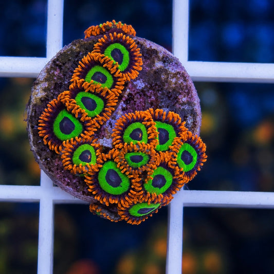 Emerald on Fire Zoas (14 polyps!)