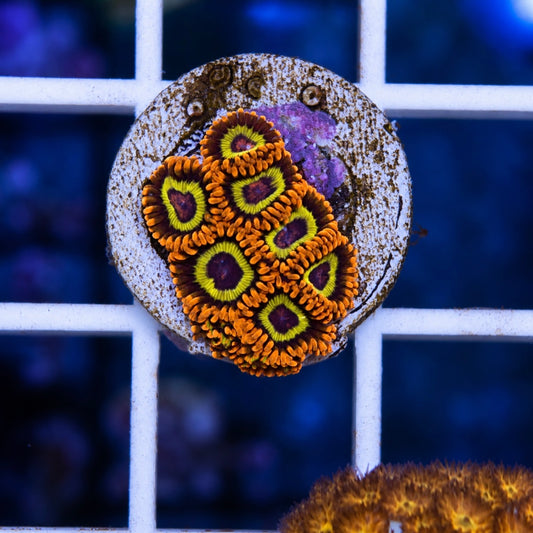 Fruit Loops  Zoas (8 polyps)