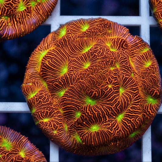 JF Jack-O-Lantern Leptoseris