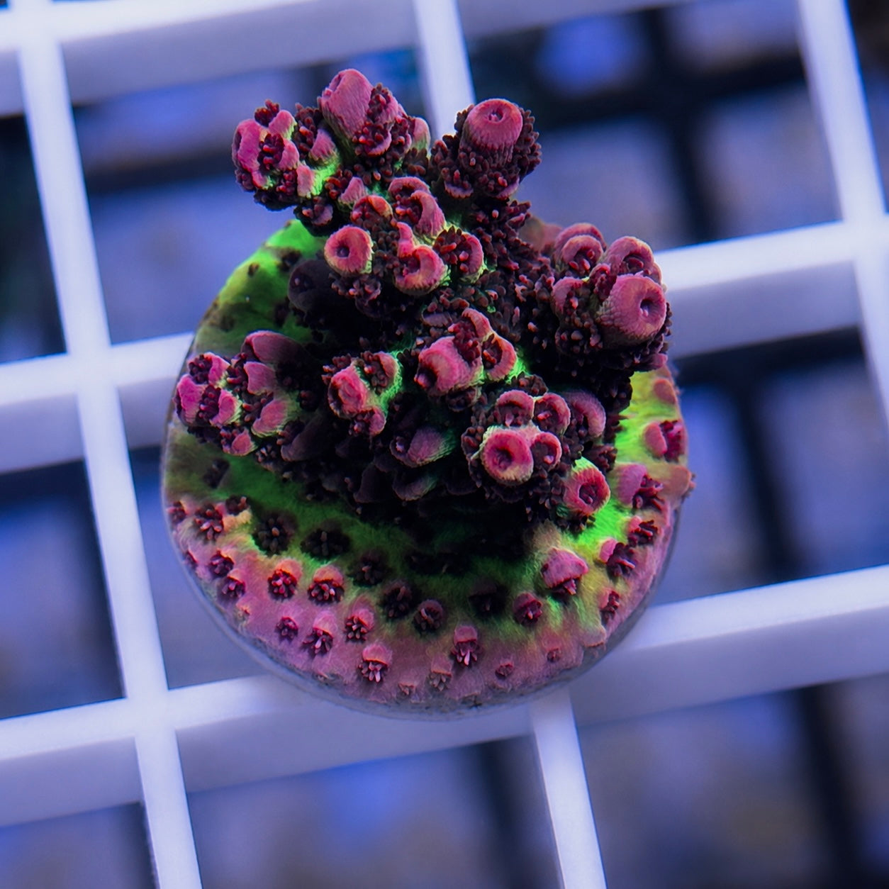 ORA Red Planet Acropora - WYSIWYG