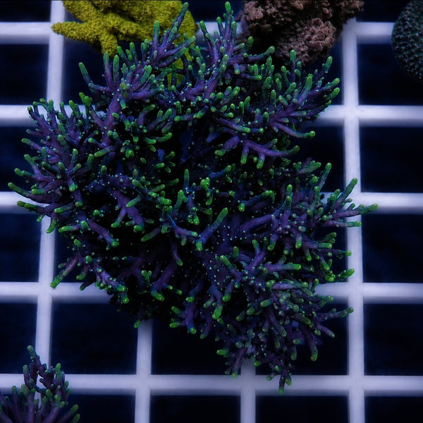 RMF Last Dragon Acropora