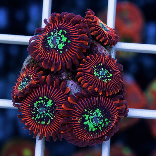 Magicians (OG) Zoas - (6 fat polyps)
