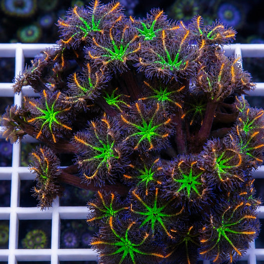 Firework Clove Polyps