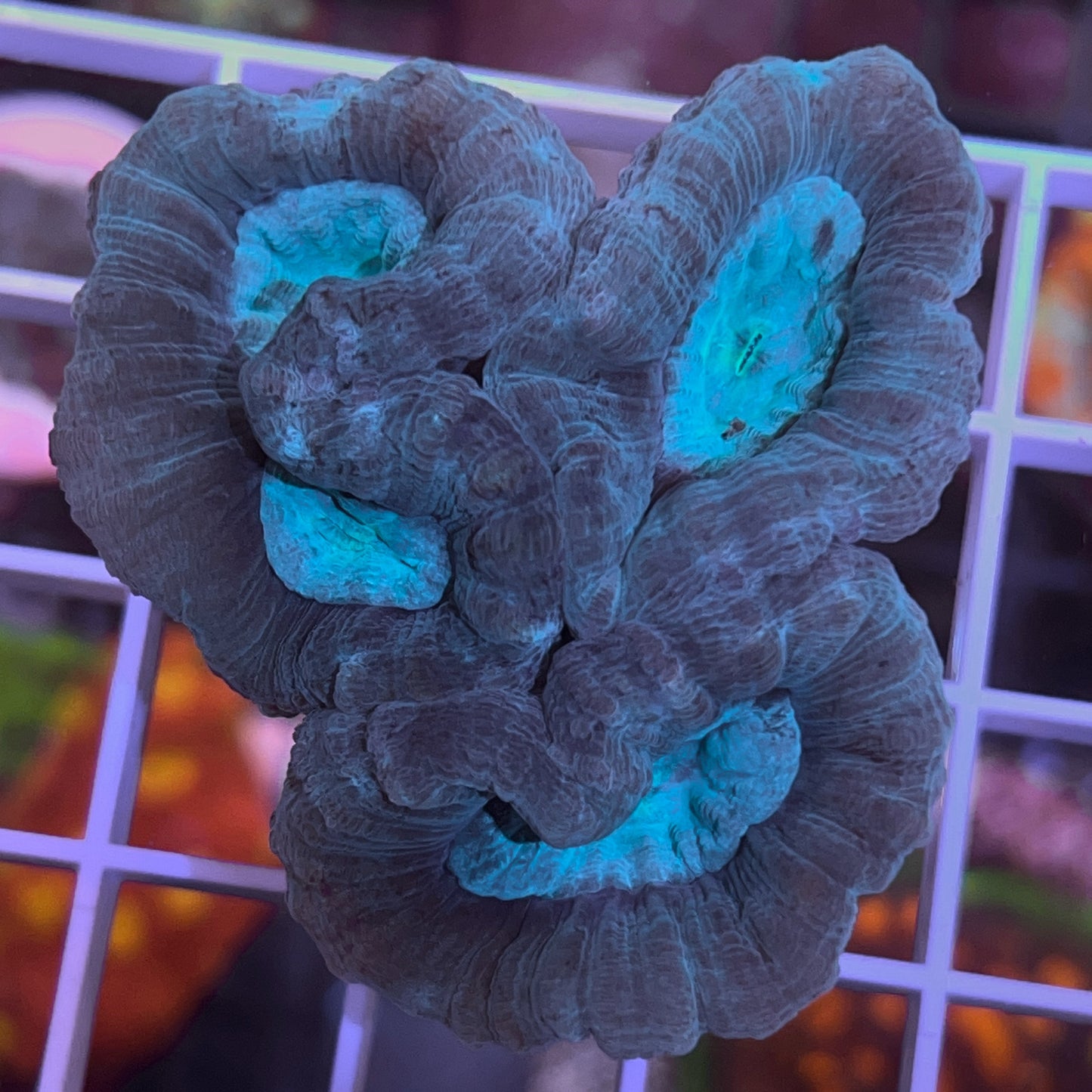 Giant Head Blue Trumpet Coral (3 heads!)