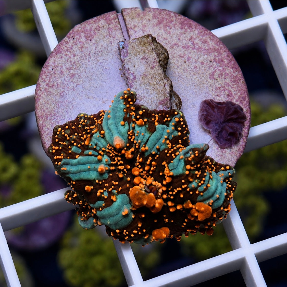 Dragon Lady Bounce Mushroom - WYSIWYG