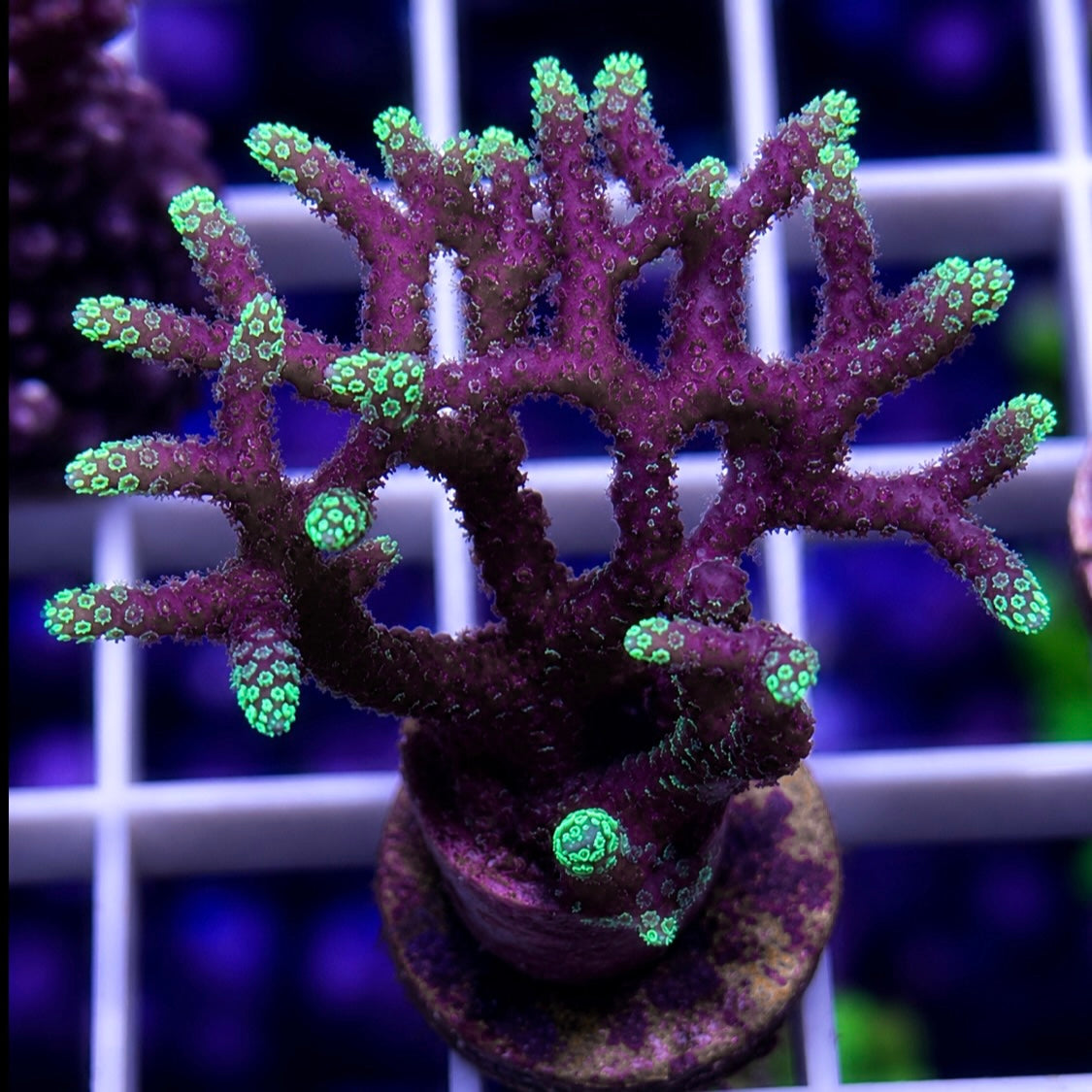 ORA Pink w/green tip Birdnest
