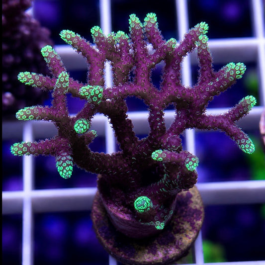 ORA Pink w/green tip Birdnest