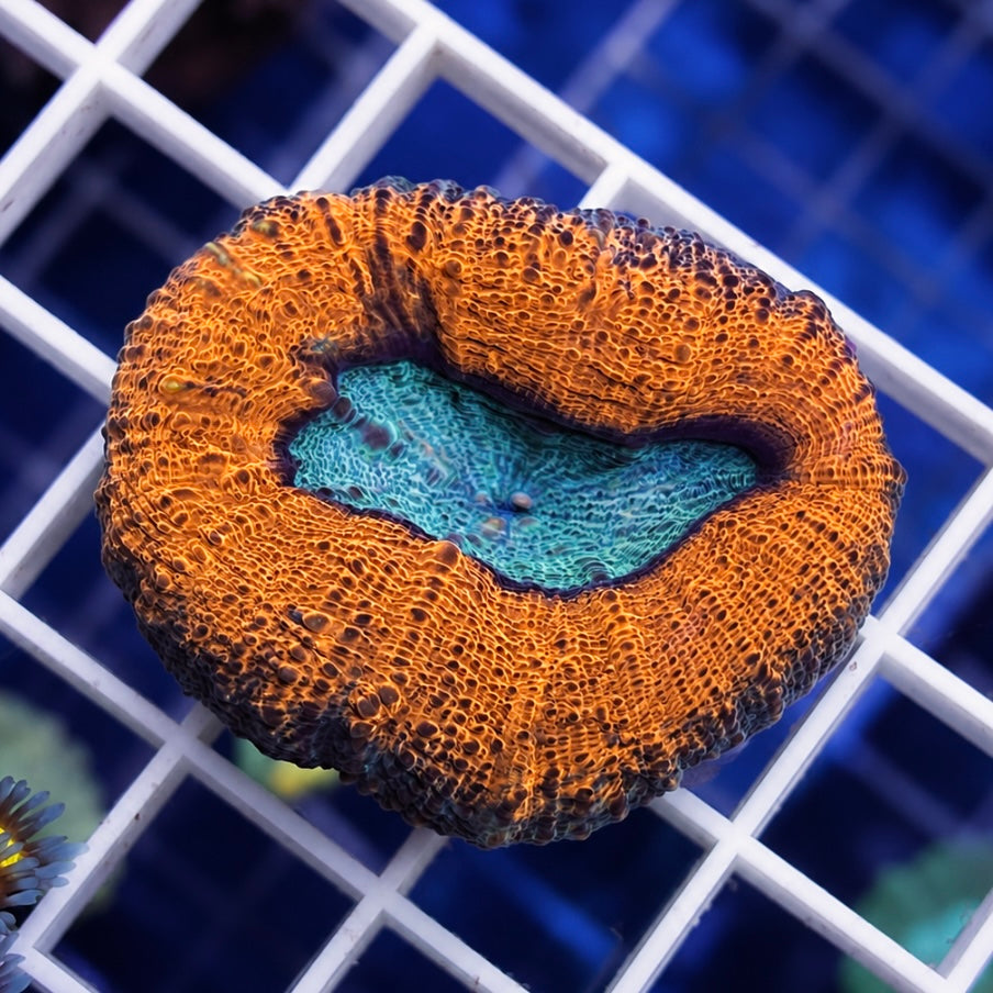 Lobo (yes it is aqua-cultured)